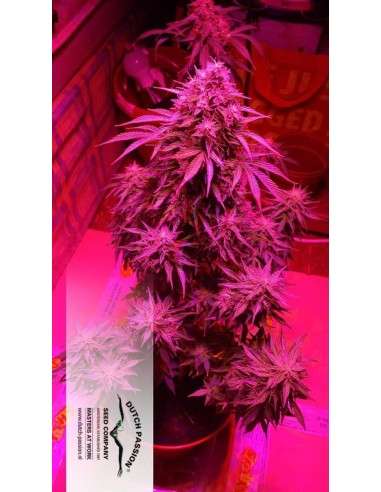DUTCH PASSION - Auto Critical Orange Punch - 4