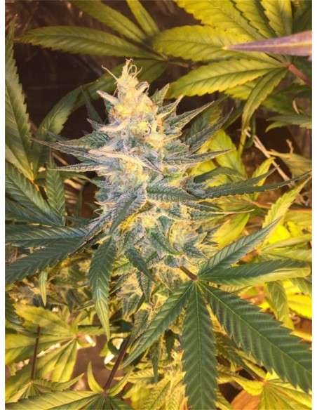 Super Silver Haze - 1