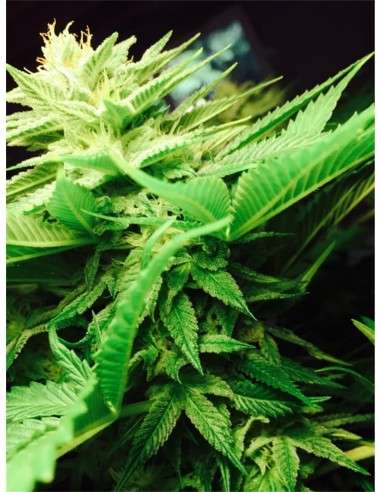 Super Silver Haze - 2