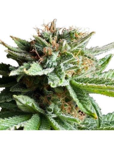ROYAL QUEEN SEEDS - Shining Silver Haze - 4