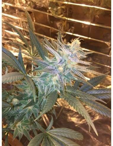 Super Silver Haze - 3