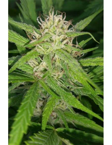 Super Silver Haze - 4