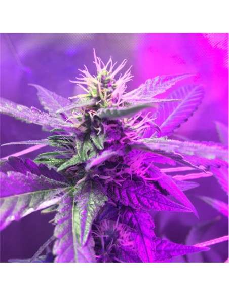 Super Silver Haze - 5