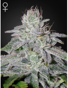 GREEN HOUSE SEEDS - Franco's Lemon Cheese - 1