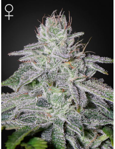 GREEN HOUSE SEEDS - Franco's Lemon Cheese - 1