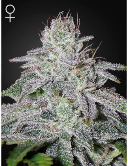 GREEN HOUSE SEEDS - Franco's Lemon Cheese - 1
