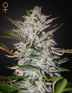 GREEN HOUSE SEEDS - Holy Punch - 1