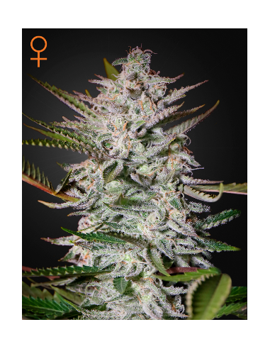 GREEN HOUSE SEEDS - Holy Punch - 1