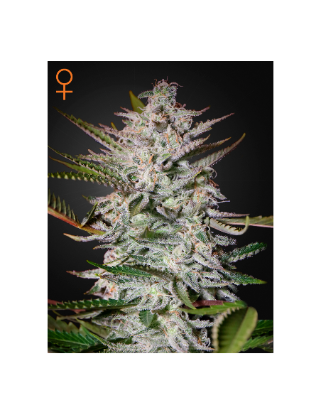 GREEN HOUSE SEEDS - Holy Punch - 1