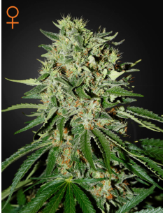 GREEN HOUSE SEEDS - The Doctor - 1