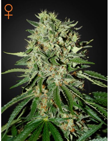GREEN HOUSE SEEDS - The Doctor - 1