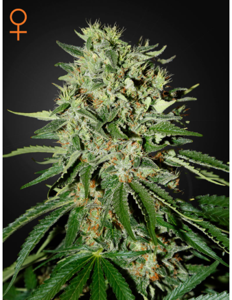 GREEN HOUSE SEEDS - The Doctor - 1