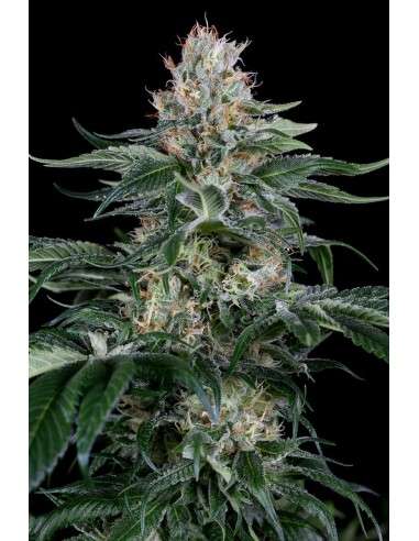 DINAFEM - Orange Juice - 1