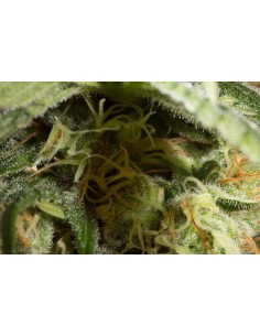 DINAFEM - Orange Juice - 1 2