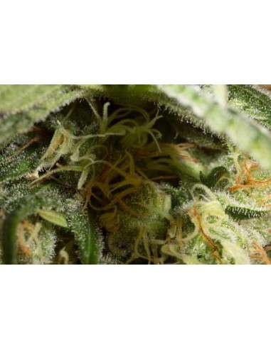 DINAFEM - Orange Juice - 2