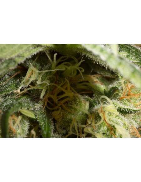 DINAFEM - Orange Juice - 2