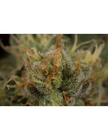DINAFEM - Orange Juice - 3