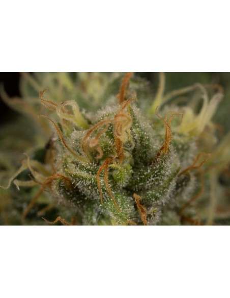 DINAFEM - Orange Juice - 3