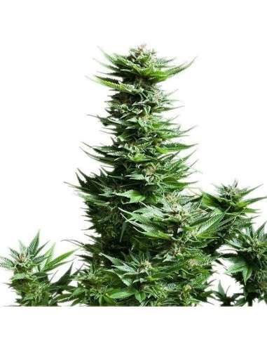 ROYAL QUEEN SEEDS - Shining Silver Haze - 5