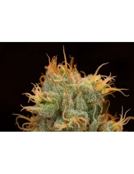 DINAFEM - Orange Juice - 4