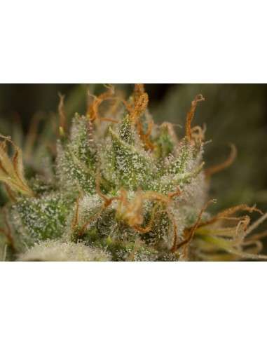 DINAFEM - Orange Juice - 5