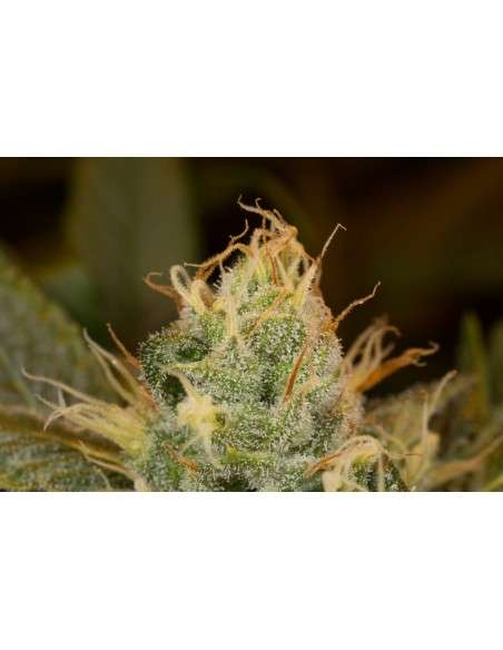 DINAFEM - Orange Juice - 6