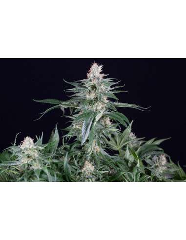 DINAFEM - Orange Juice - 7