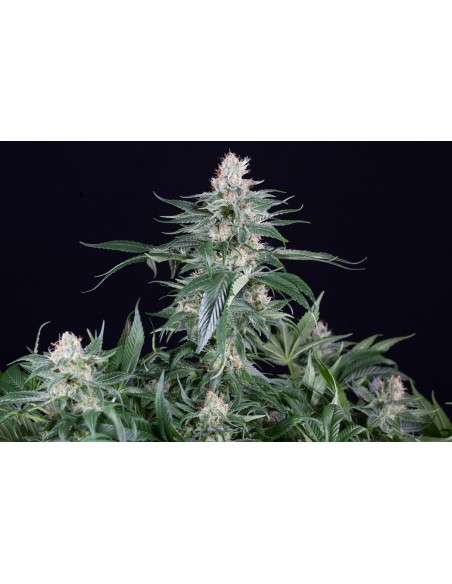 DINAFEM - Orange Juice - 7