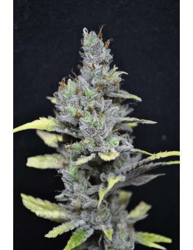 CBD Crew - CBD Mango Haze WYPRZEDAŻ!!! 5szt - 1