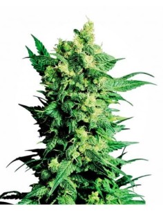 LSD Auto - 1