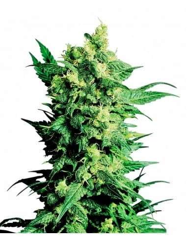LSD Auto - 1