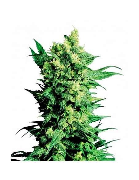 LSD Auto - 1