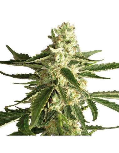 LSD Auto - 2