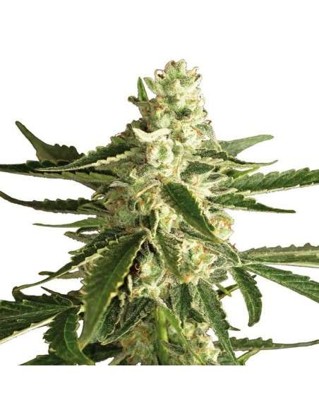 LSD Auto - 2