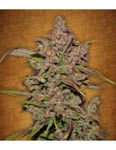 FastBuds - Crystal Meth Auto - 1