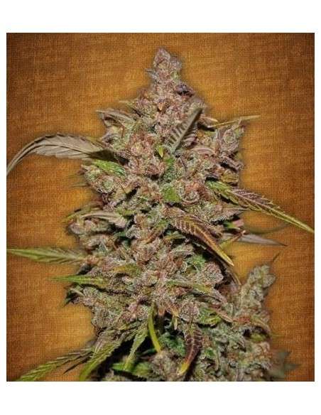 FastBuds - Crystal Meth Auto - 1