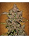 FastBuds - Crystal Meth Auto - 1