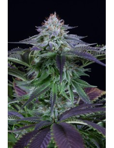 Dinafem - Dinamed Kush CBD Autoflowering - 1