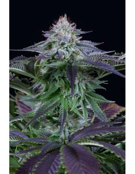 Dinafem - Dinamed Kush CBD Autoflowering - 1