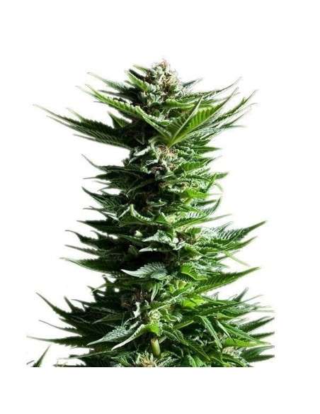 ROYAL QUEEN SEEDS - Shining Silver Haze - 6