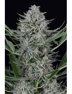 Dinafem - Cookies Autoflowering - 1