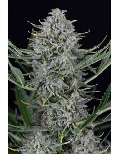 Dinafem - Cookies Autoflowering - 1
