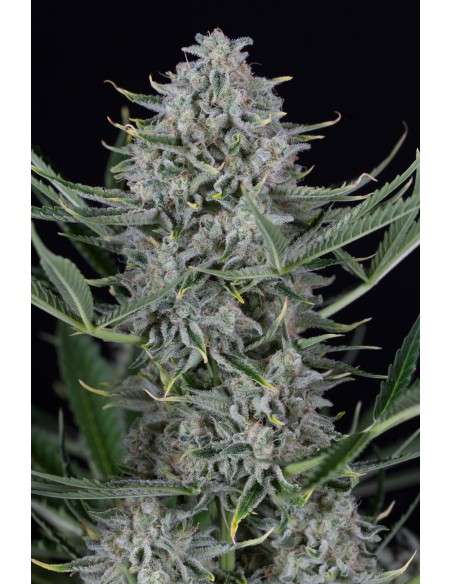 Dinafem - Cookies Autoflowering - 1