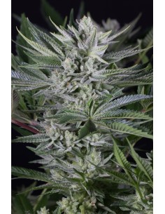 Dinafem - Quick Gorilla - 1