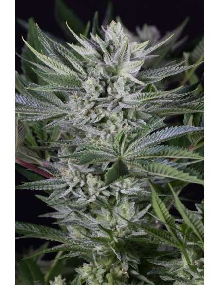 Dinafem - Quick Gorilla - 1