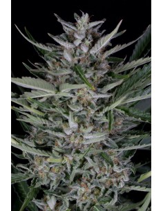 Dinafem - Gorilla Autoflowering - 1
