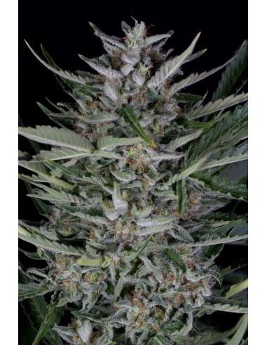 Dinafem - Gorilla Autoflowering - 1