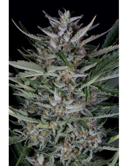 Dinafem - Gorilla Autoflowering - 1