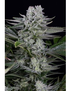 Dinafem - Gorilla CBD - 1