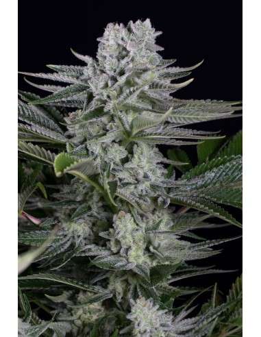 Dinafem - Gorilla CBD - 1